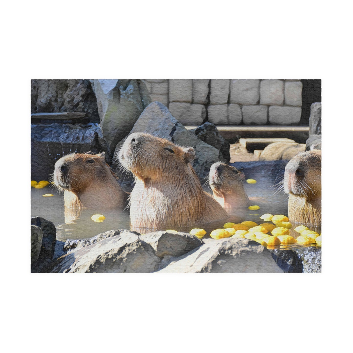 Jigsaw Puzzle (110, 252, 520, 1014-piece) Izu: Izu Cactus Zoo