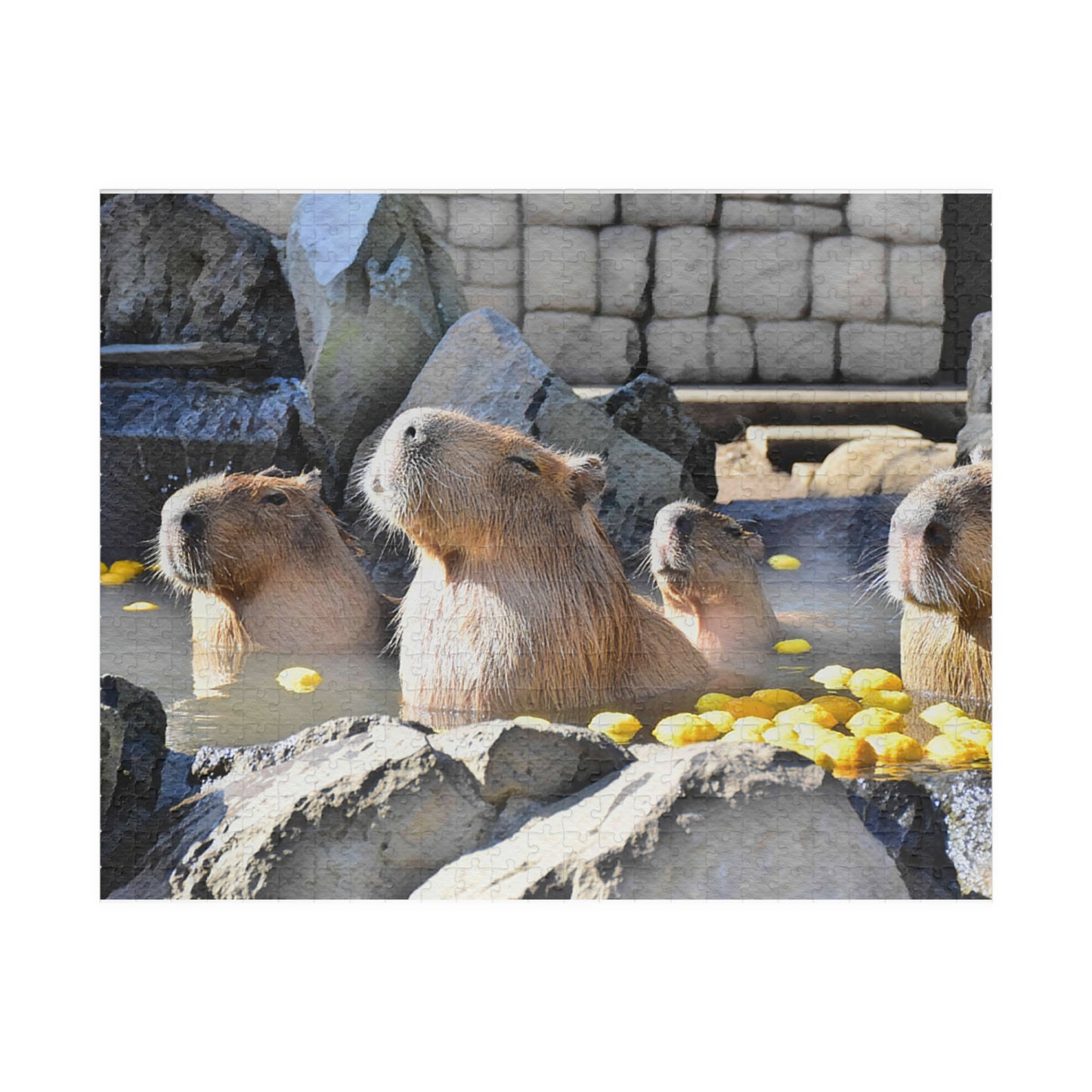 Jigsaw Puzzle (110, 252, 520, 1014-piece) Izu: Izu Cactus Zoo