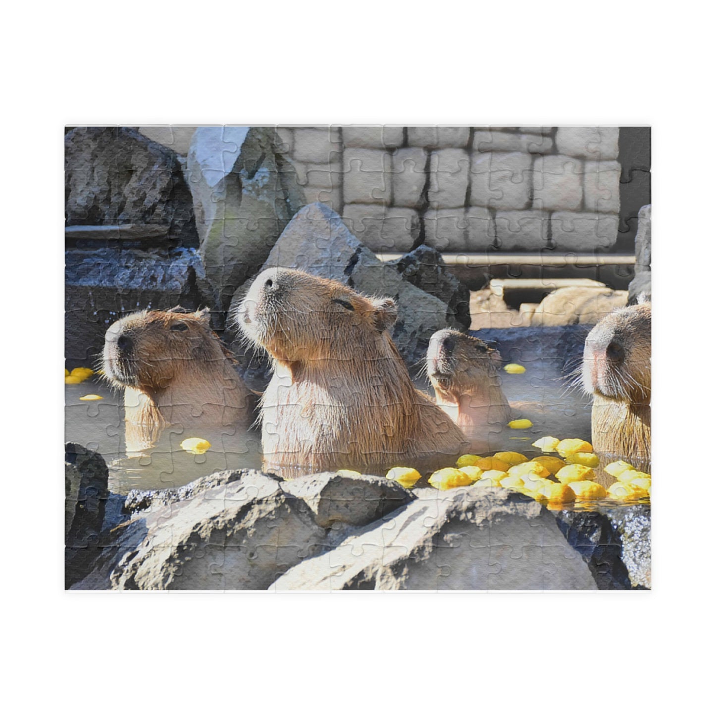 Jigsaw Puzzle (110, 252, 520, 1014-piece) Izu: Izu Cactus Zoo